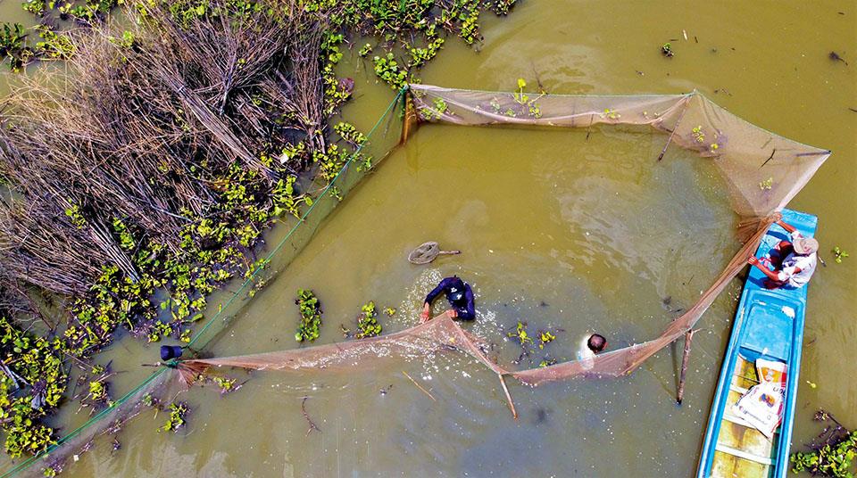 Chà là gì? Dỡ chà bắt cá ở miền Tây là như thế nào?